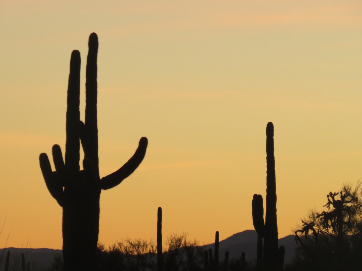 Secrets of the Sonoran Desert